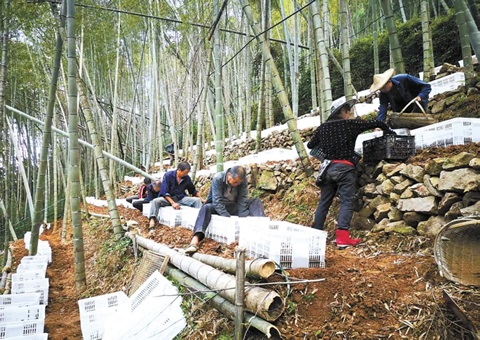 深挖森林“钱库”，，，，，浙江林下生“金”