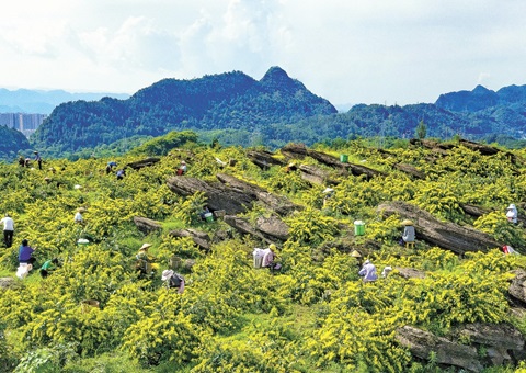 重庆秀山：一朵山银花，，，，绽放19亿元综合产值